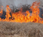 Rains fuel the growth of grasses and other vegetation, increasing fire risk once the land dries out.